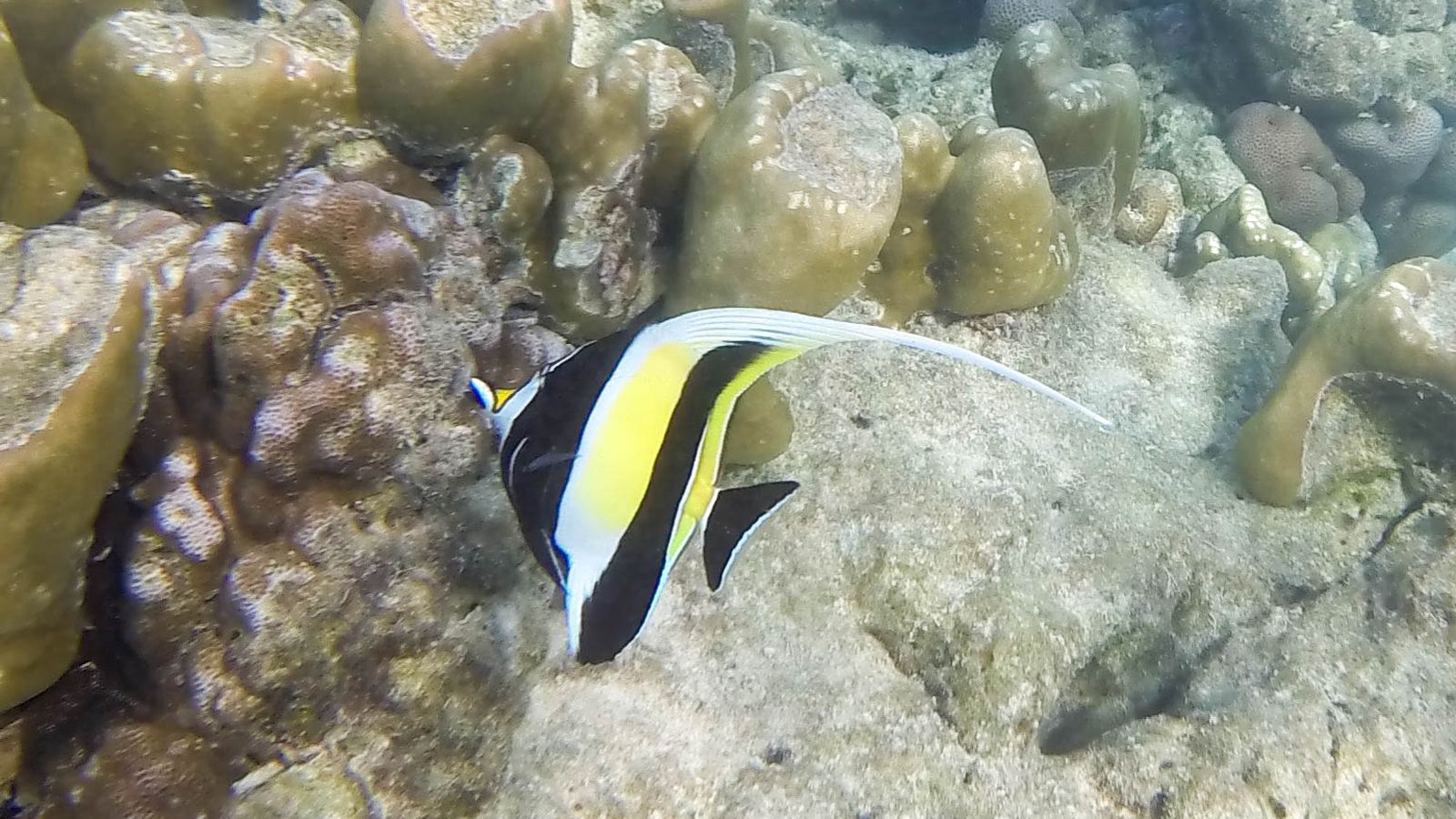 Snorkelen op Phuket: de beste spots aan wal en per boot
